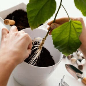 6-Landscaping-Services-Portfolio_Li-Fong’s-Portfolio--See-the-Extent-of-Our-Handyman-Skills_350x350